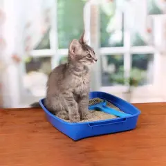 Enjoy Topaklanan Bebek Pudra Kokulu Bentonit Doğal Kedi Kumu 10lt